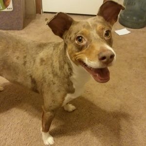 Meet your Posher, Billy